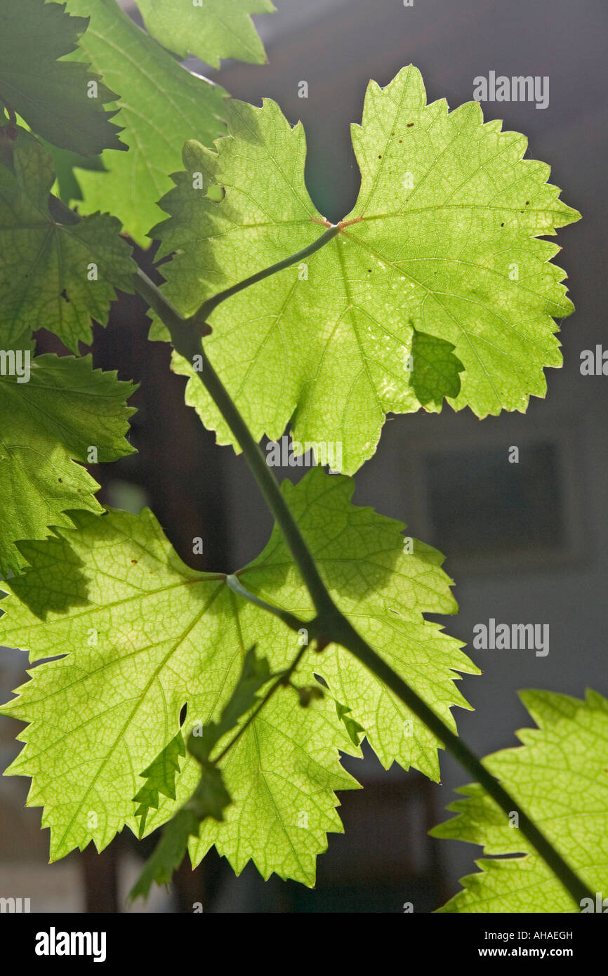 Retroiluminado con hojas de vid en la aldea de Srebarna en el noreste de Bulgaria Foto de stock