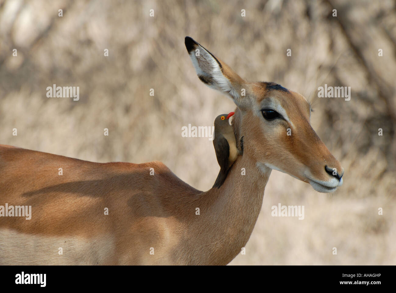 Hembra adulta de Impala con pico rojo Oxpecker Reserva Nacional de Samburu Kenia África Oriental Foto de stock