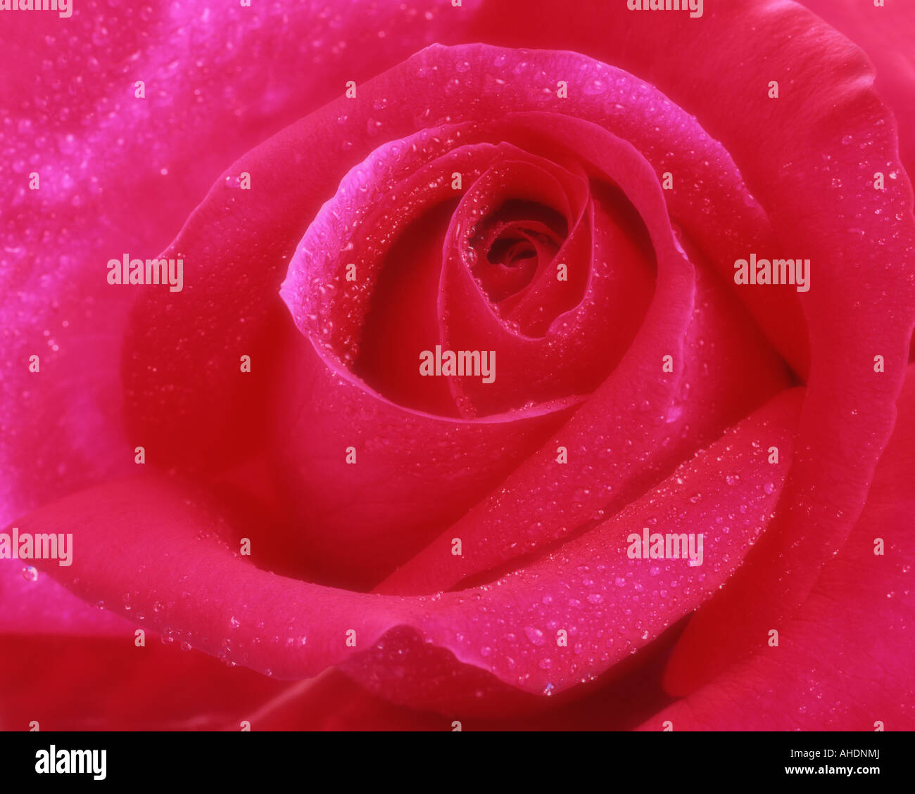 FLORA: Rosa roja en inglés Foto de stock