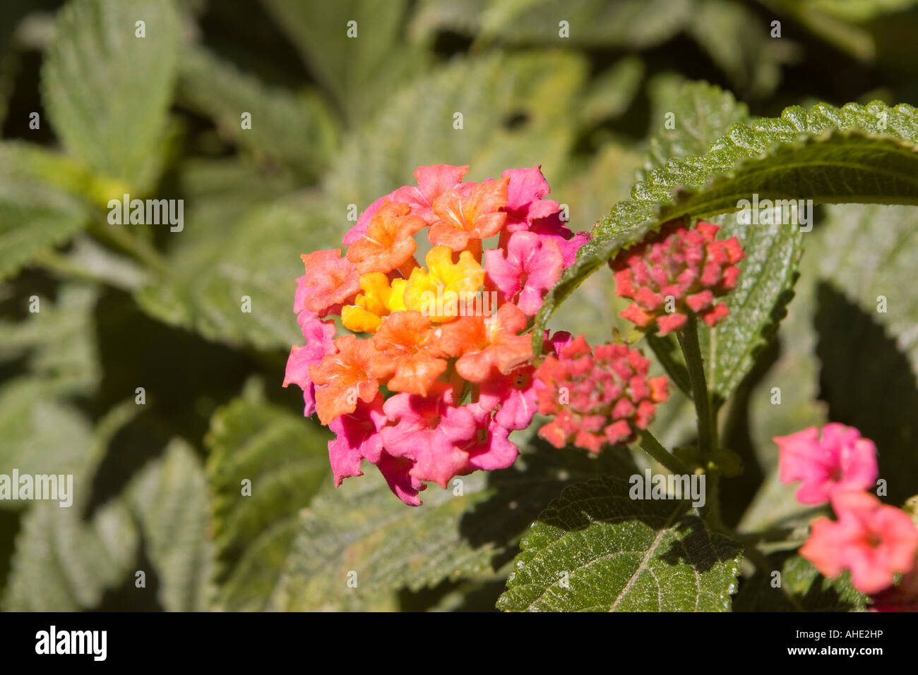 Lantana verbenaceae fotografías e imágenes de alta resolución - Alamy