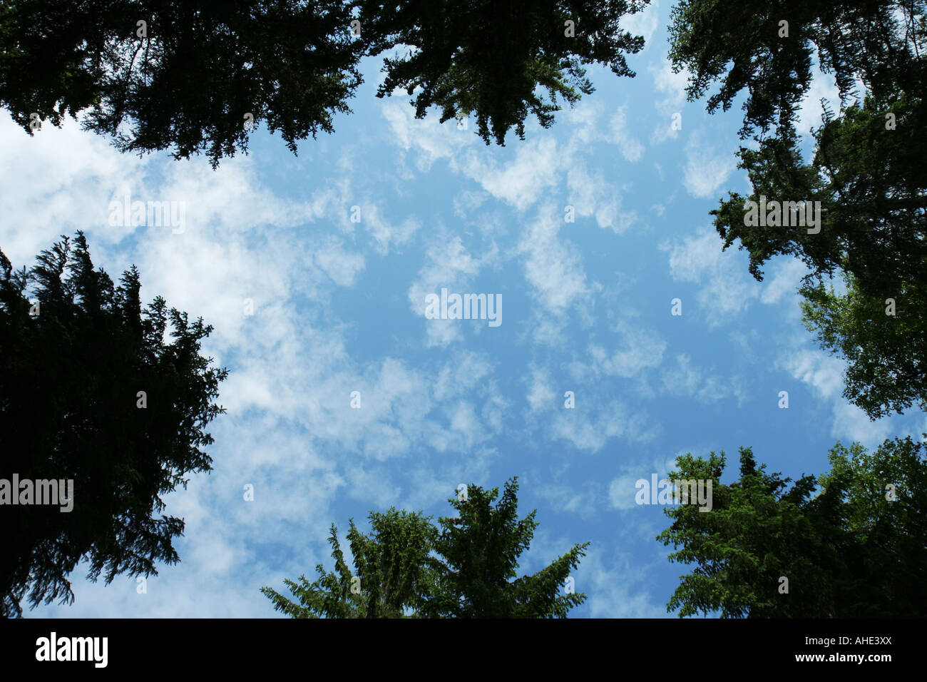 Ver el cielo nublado a través de árboles en un bosque Foto de stock