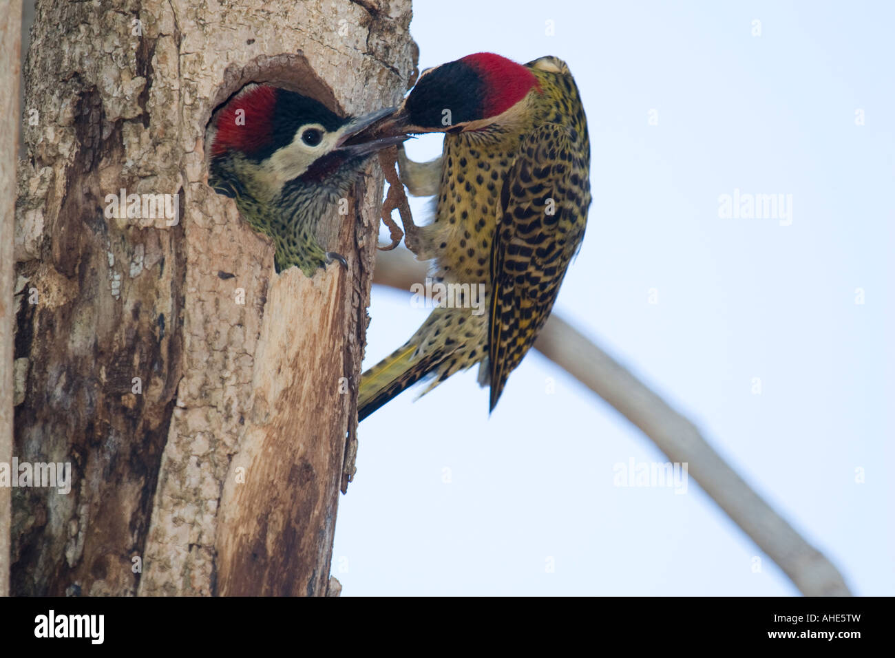 Woodpecker alimentan el incipiente en el nido. Foto tomada en el cerrado brasileño. Están contra el cielo azul. Foto de stock