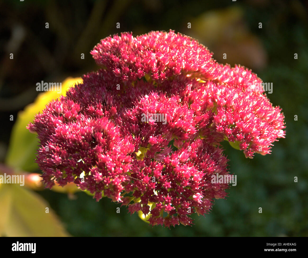 sedum delicia de otoño