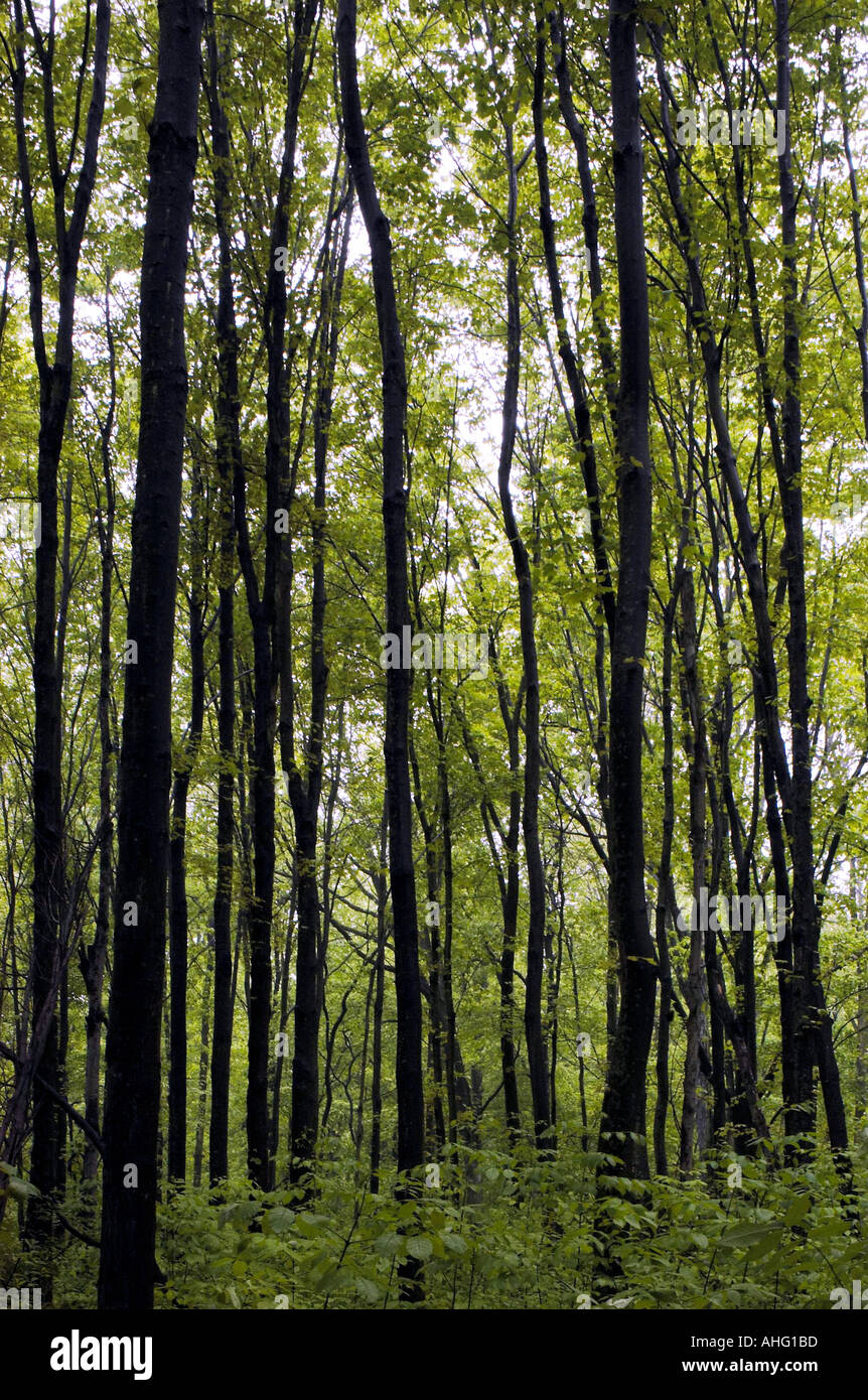 árboles altos y delgados fotografías e imágenes de alta resolución - Alamy