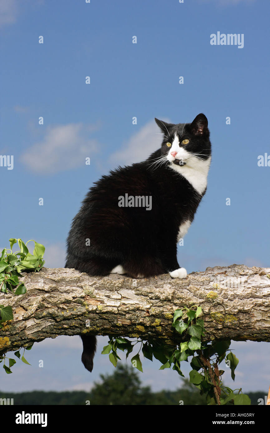 Domstic cat - sentado en la rama Foto de stock