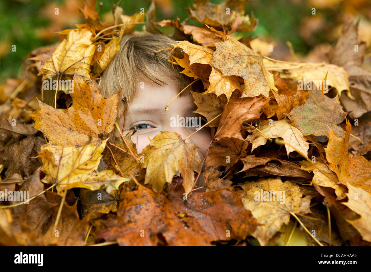Niña de 5 peeking a través de una pila de hojas en la que ella está enterrada jugando al escondite Foto de stock