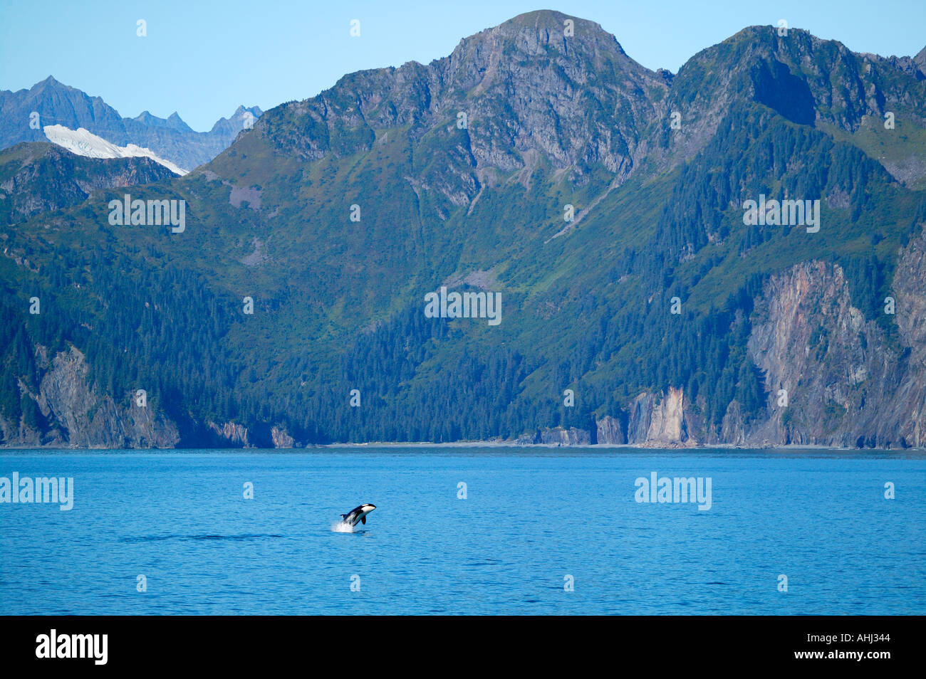 Un Ocra pantalon de ballenas a lo largo de la costa del Parque Nacional de los fiordos de Kenai Resurrección Bay Alaska Foto de stock