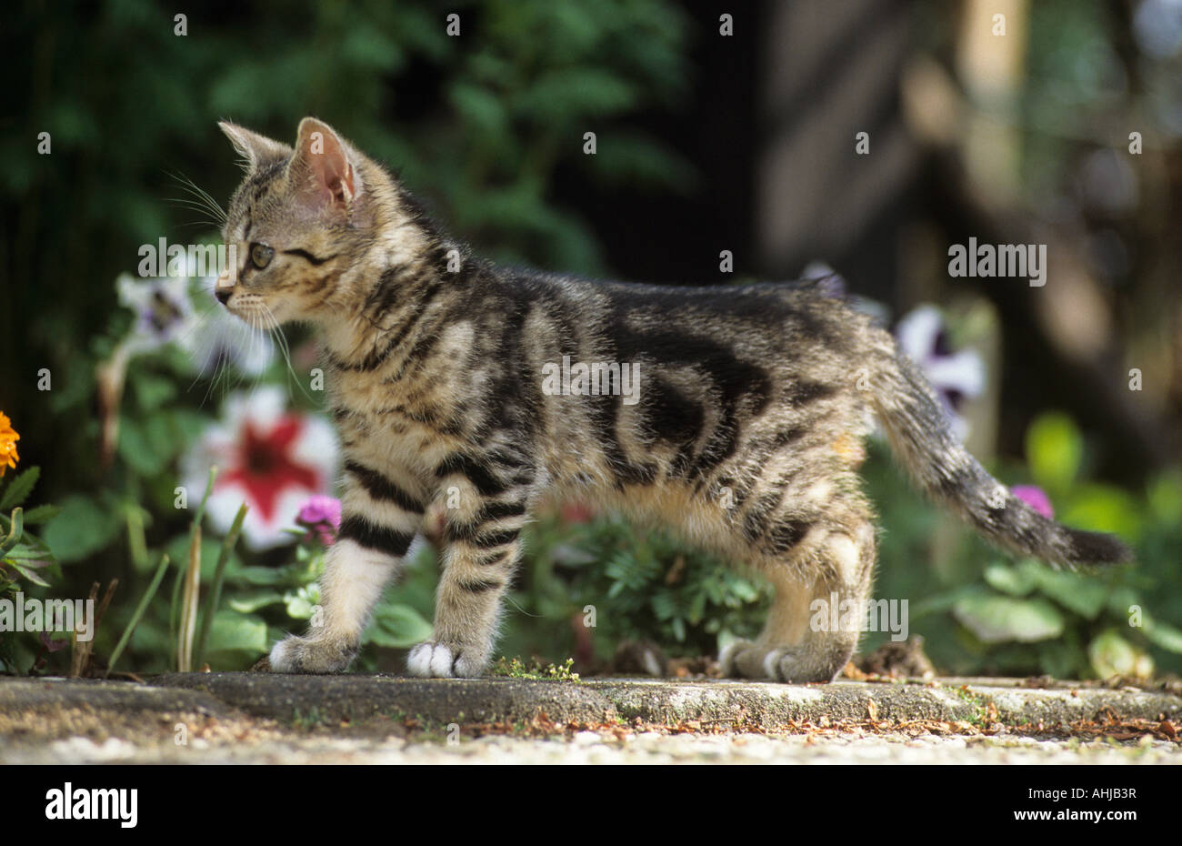 Draußen getigerte Hauskatze Jungtier gato atigrado gatito outdoor Foto de stock