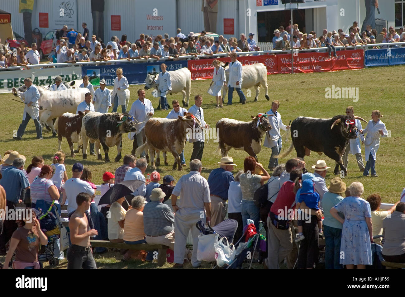 Ganar ganado desfile en el ring principal en el Royal Welsh Show agrícola, Llanelwedd, Powys, Gales, Reino Unido. Foto de stock