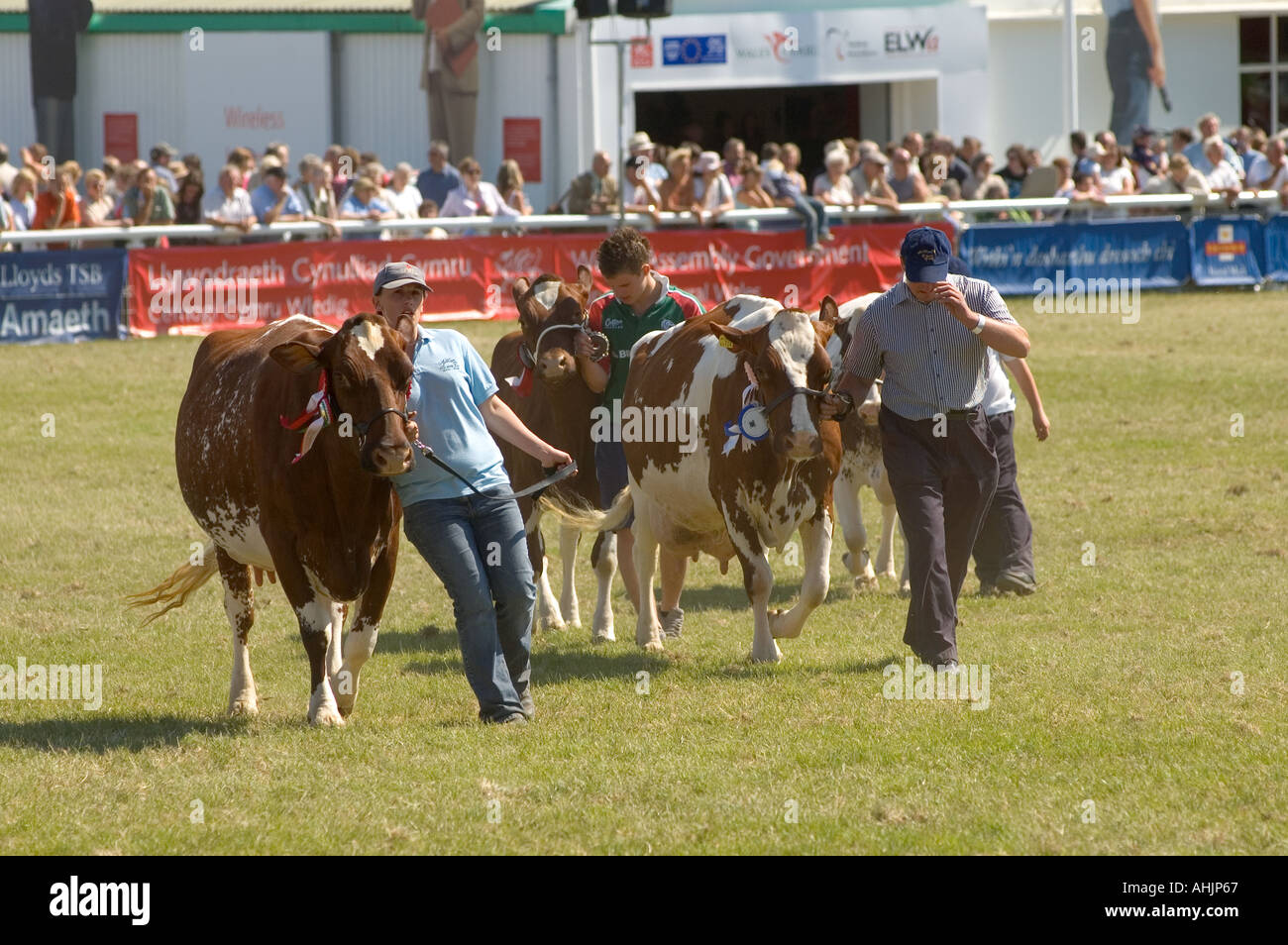 Ganar ganado desfile en el ring principal en el Royal Welsh Show agrícola, Llanelwedd, Powys, Gales, Reino Unido. Foto de stock