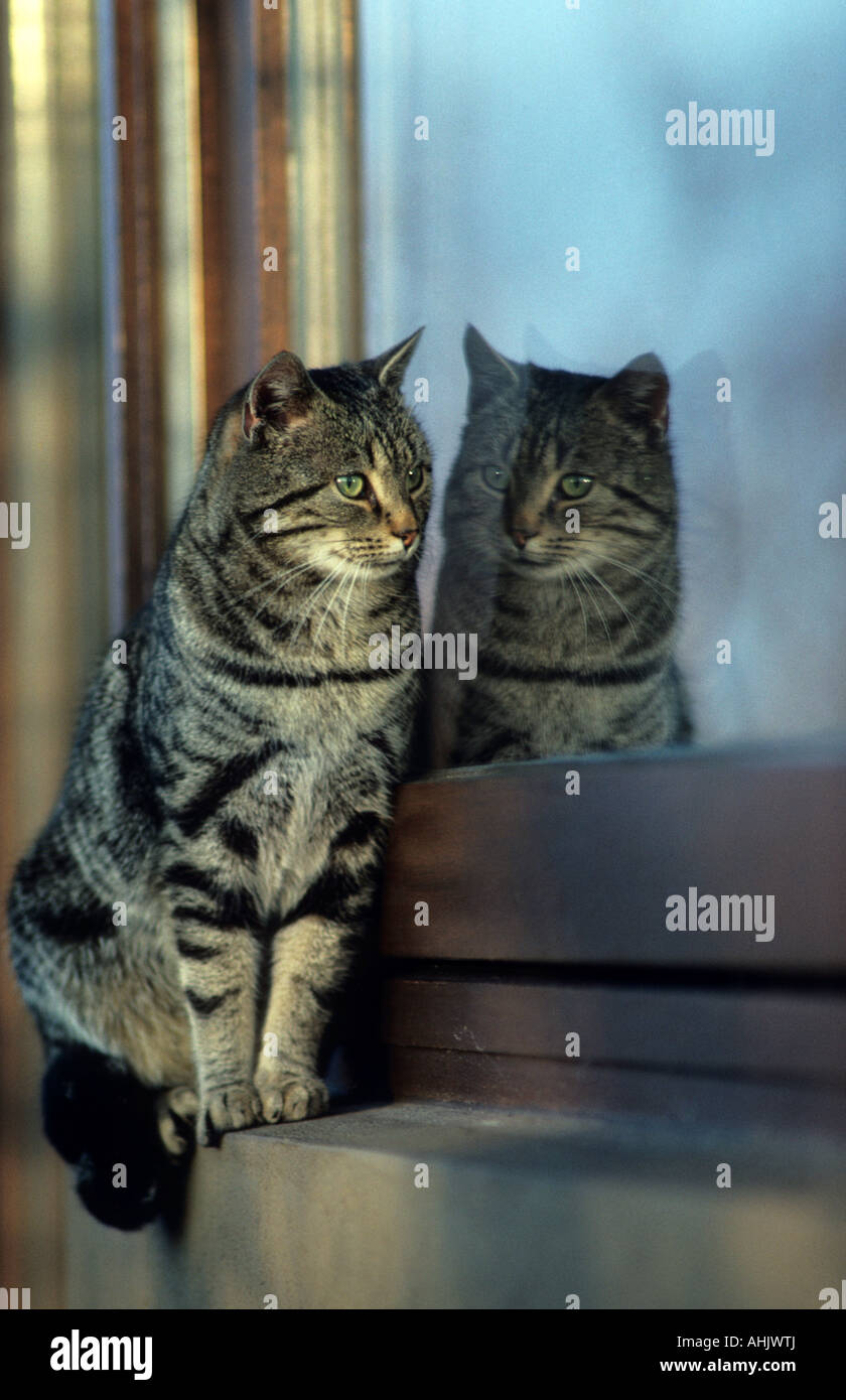 Hauskatze spiegelt sich im Fenster gato doméstico espejos en la ventana Foto de stock