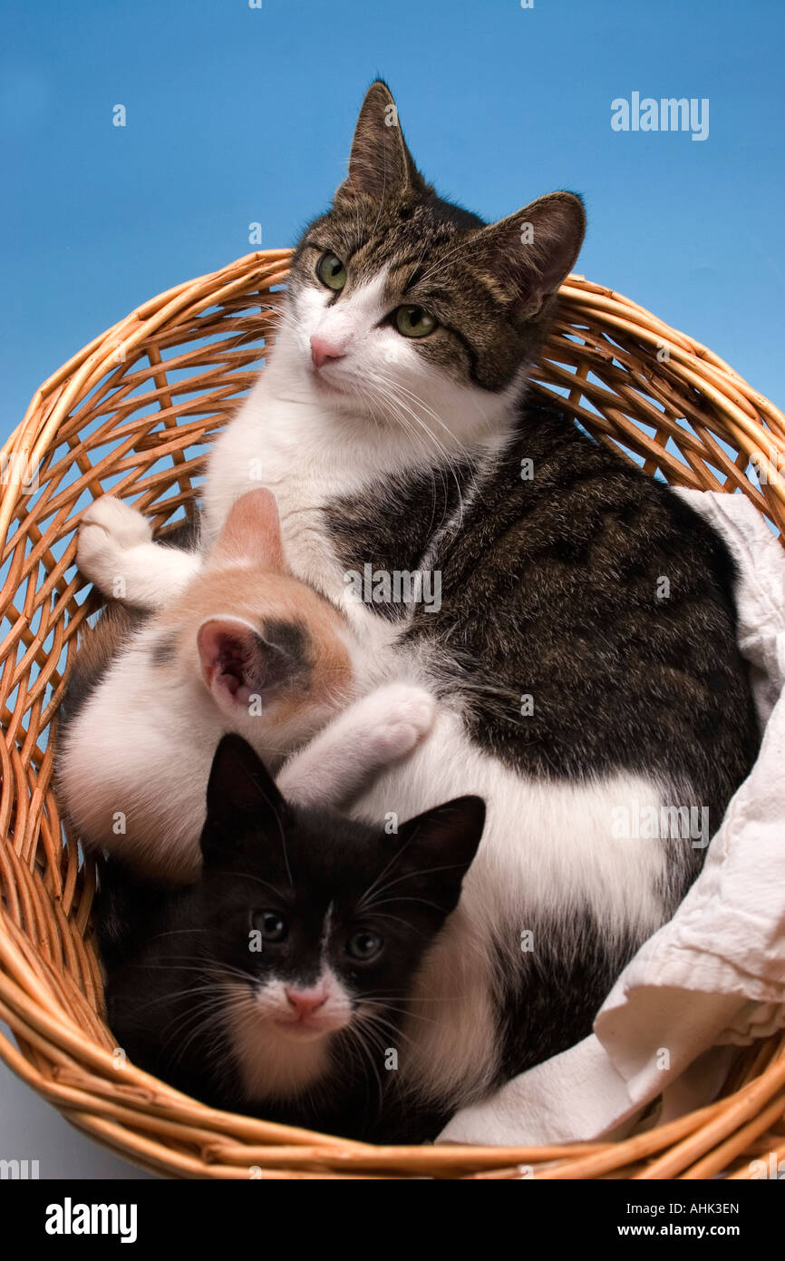 Madre Y Blanco Gato Atigrado En La Canasta Con La Camada De Gatitos