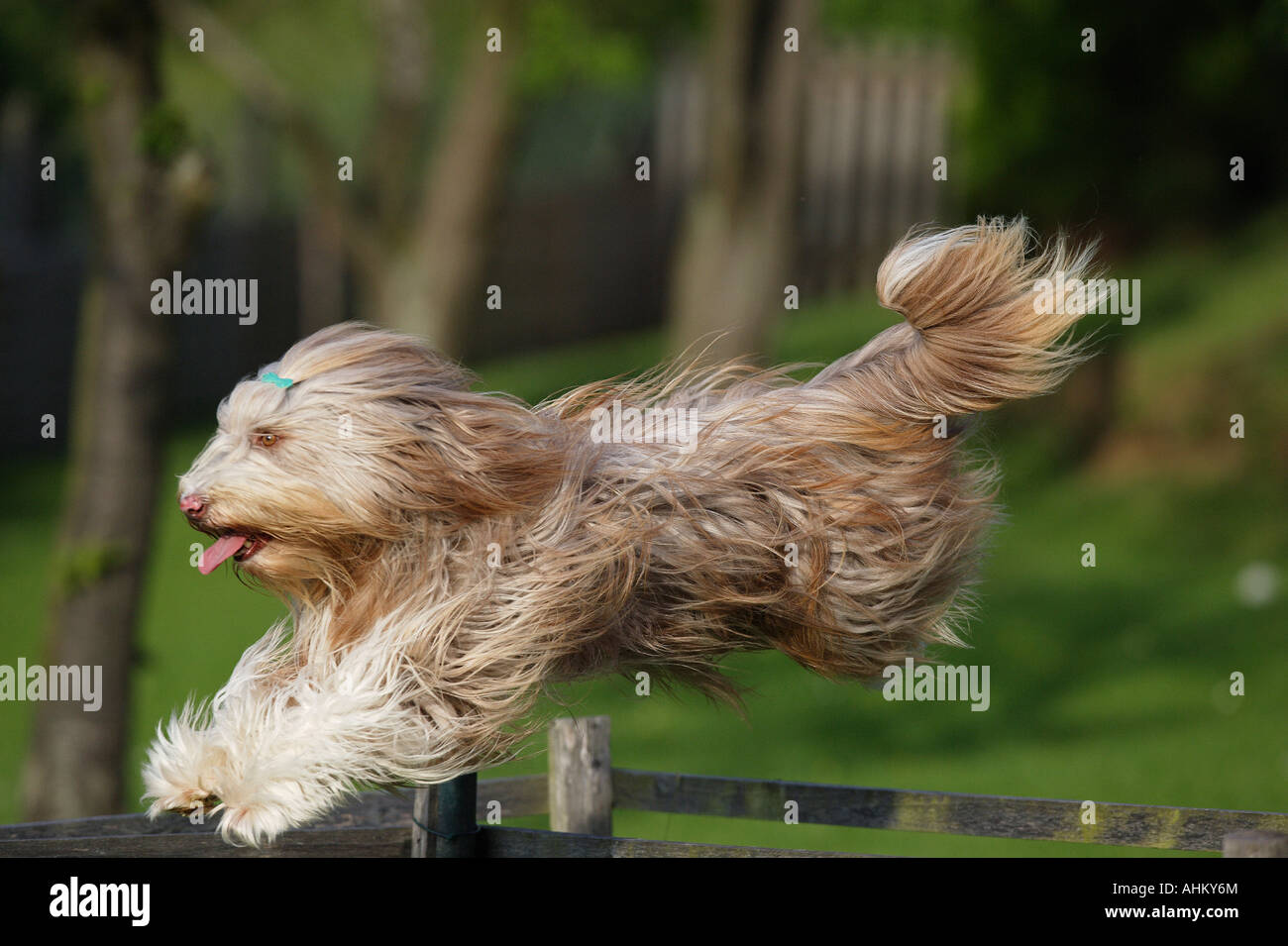 Collie barbudo - saltar Foto de stock