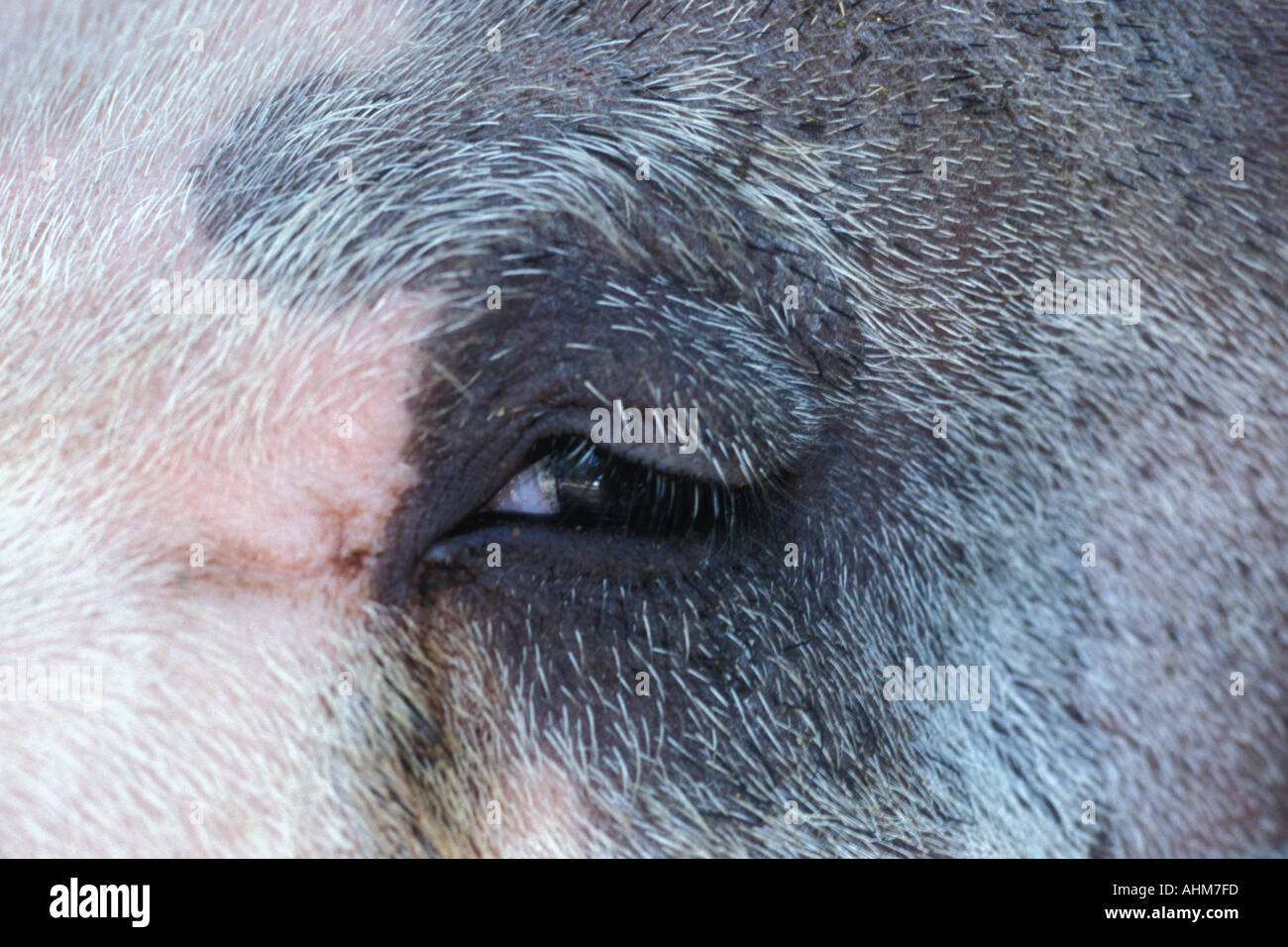 Ojo de cerdo fotografías e imágenes de alta resolución - Alamy