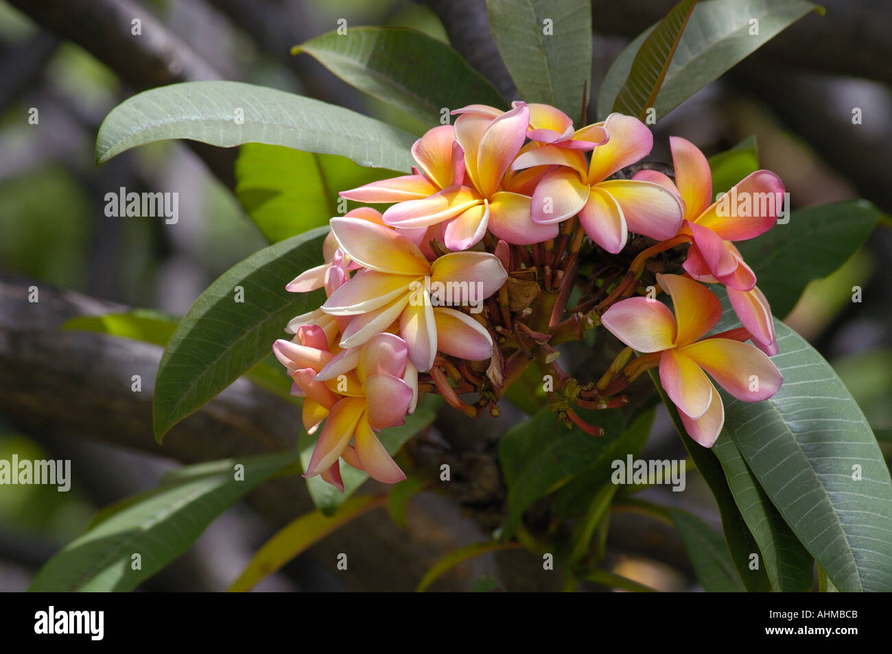 Plumeria Rubra Apocinaceas Frangipani Fotografía De Stock - Alamy