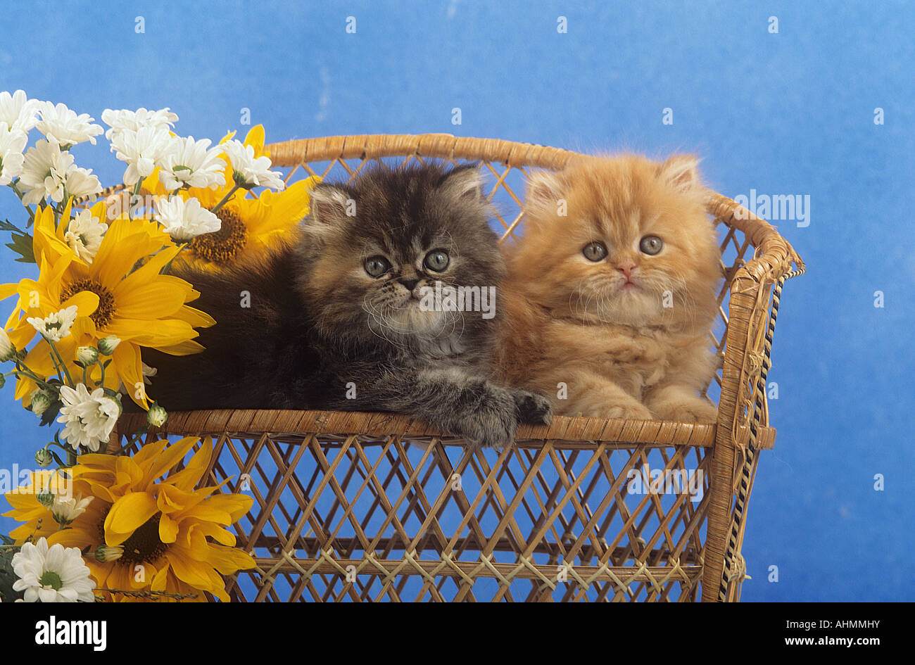 Gato persa - dos cachorros en un banco Fotografía de stock - Alamy
