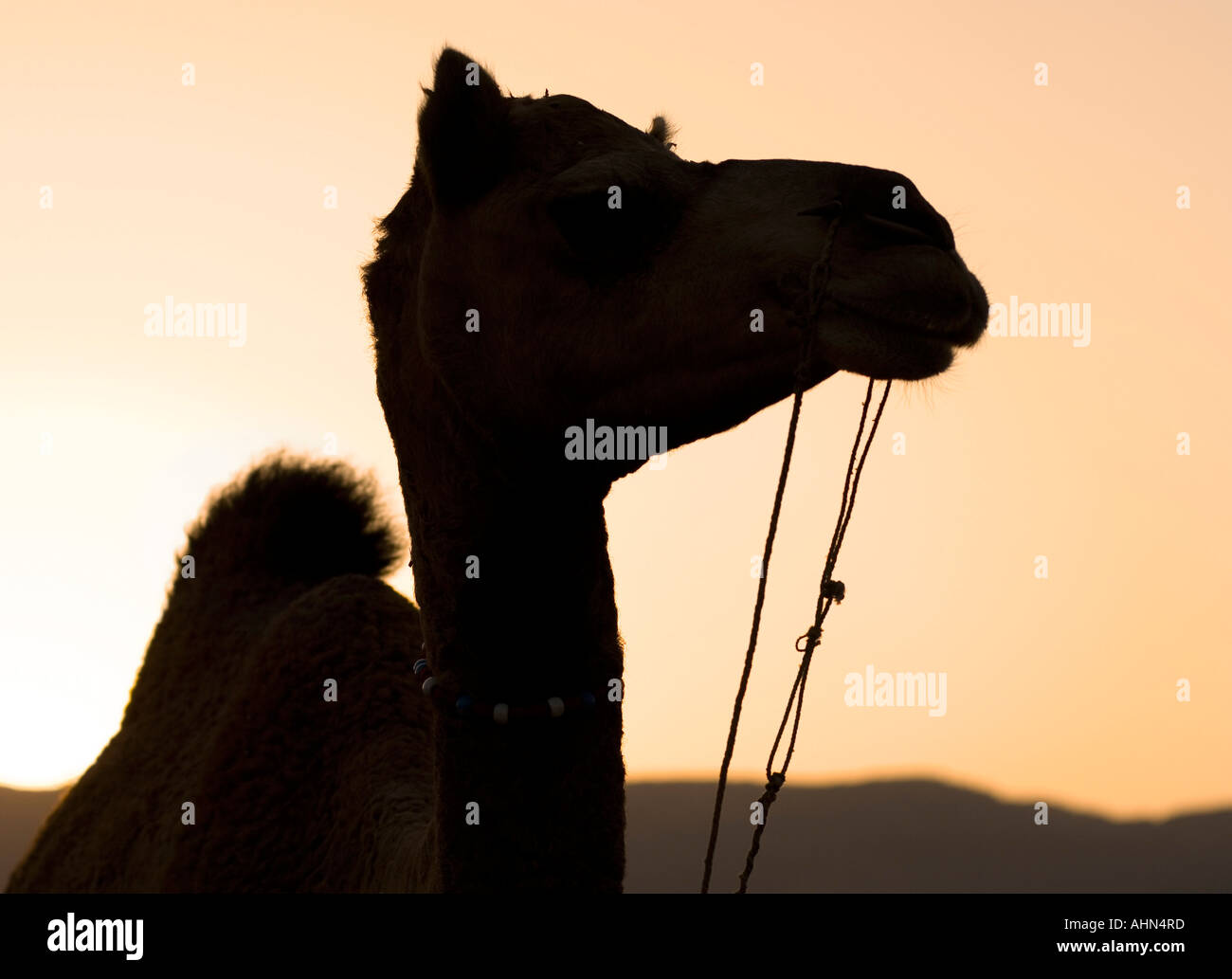 Silueta de un camello, Pushkar, Rajastán, India Foto de stock