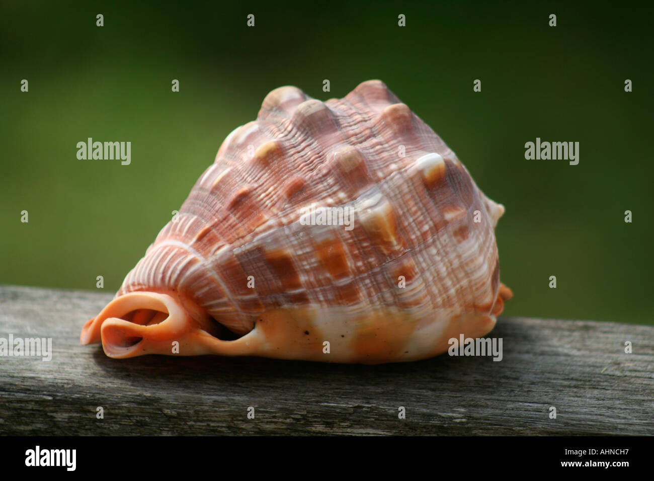 Pleuroploca gigantea fotografías e imágenes de alta resolución - Alamy
