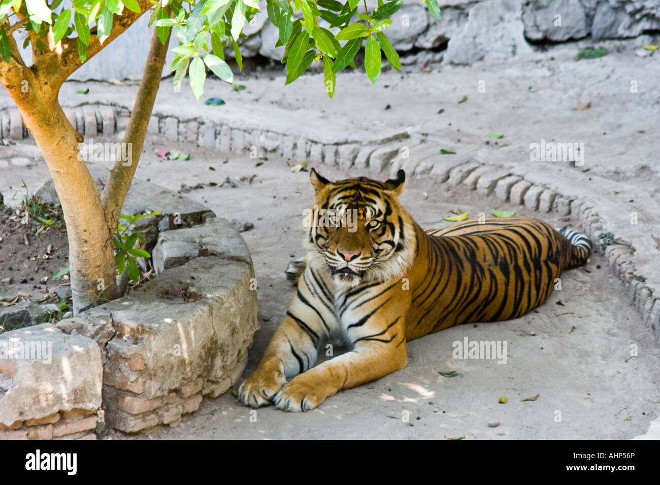 Tigre de Sumatra Gembiraloka Zoo Java indonesia de Yogyakarta Foto de stock