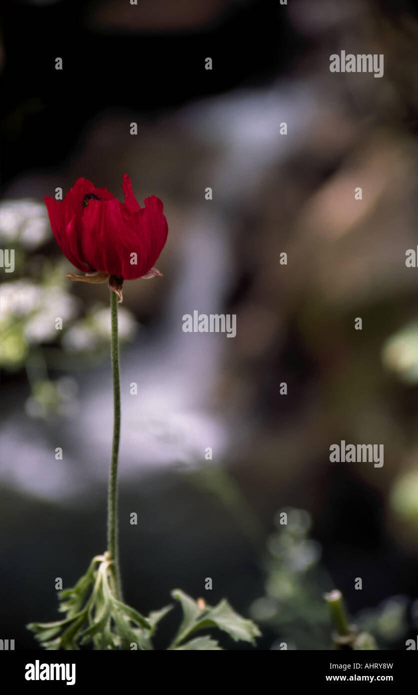 Flor nacional de israel fotografías e imágenes de alta resolución - Página 3 - Alamy Flor nacional de israel fotografías e imágenes de alta resolución - Página 3 - Alamy
