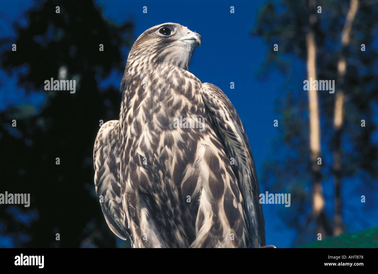 Halcón Sacre Falco cherrug Altai en Rusia Foto de stock