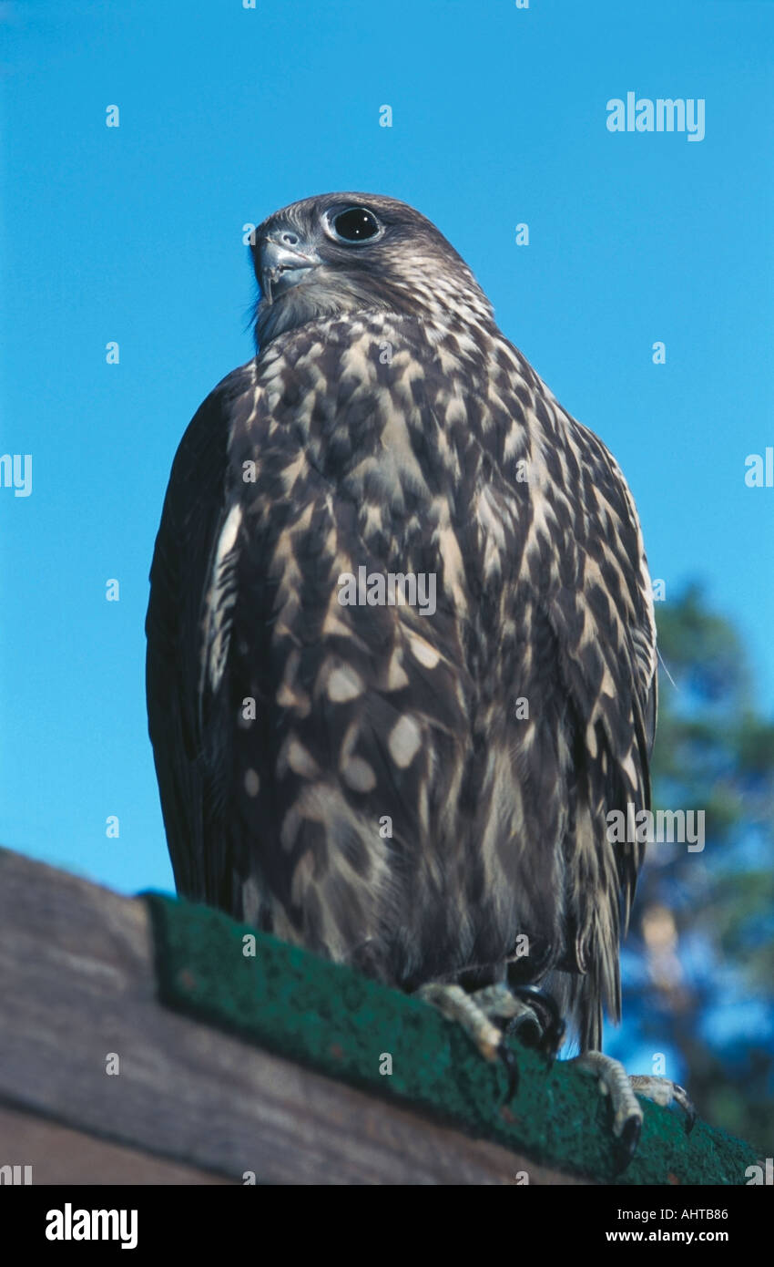 Halcón Sacre Falco cherrug Altai en Rusia Foto de stock