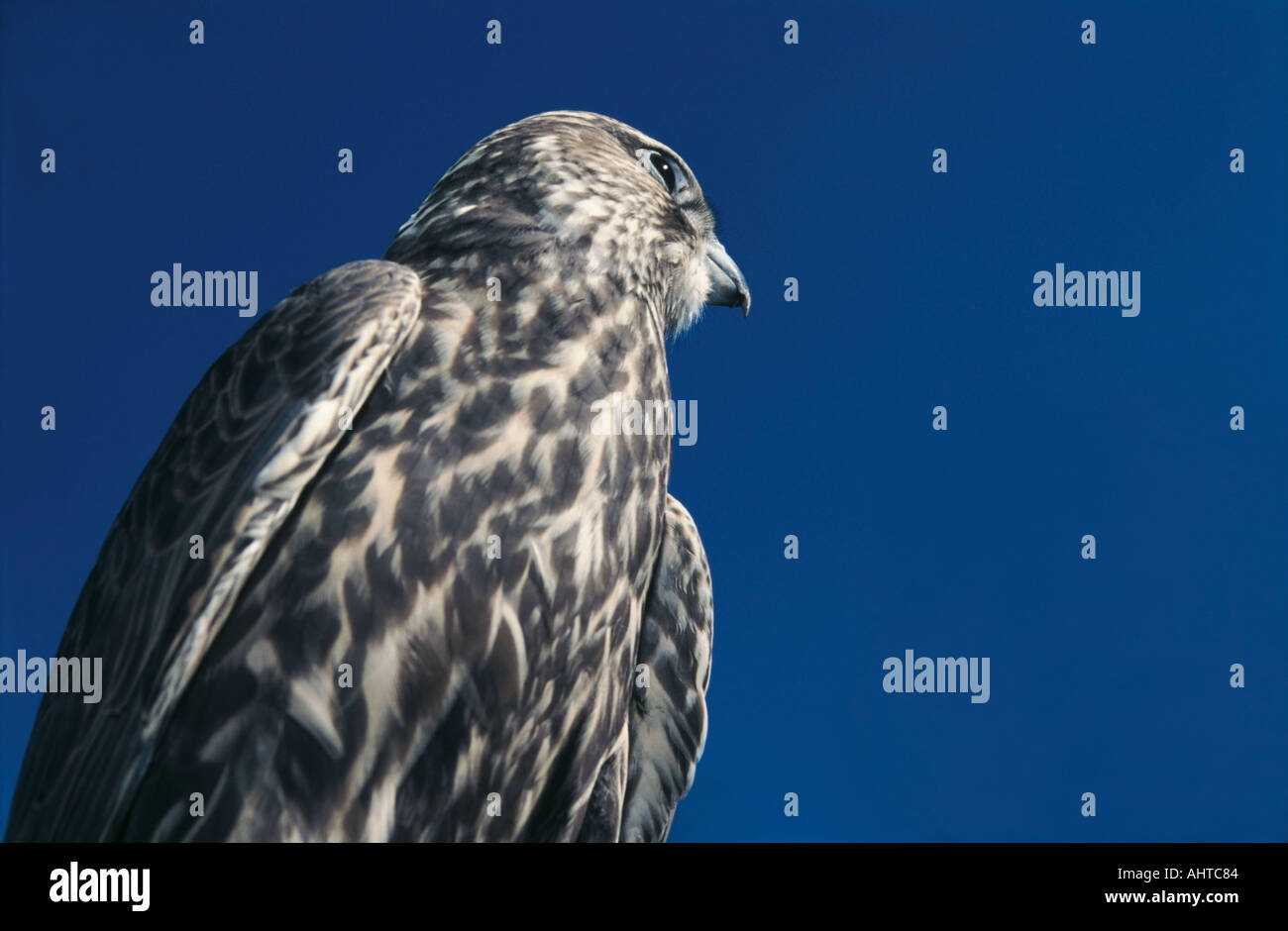 Halcón Sacre Falco cherrug Altai en Rusia Foto de stock
