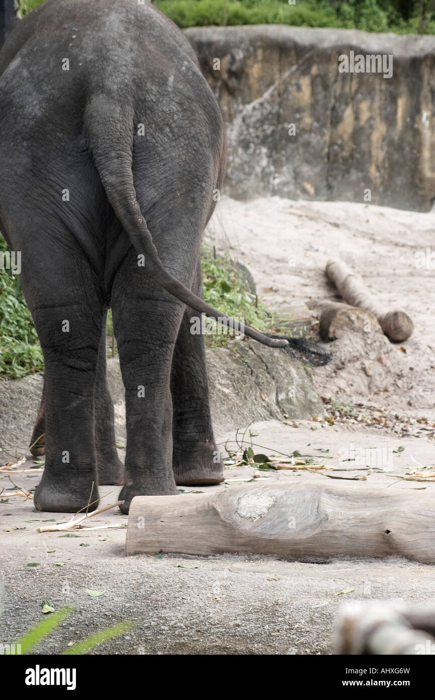 Columpio cola de elefante fotografías e imágenes de alta resolución - Alamy