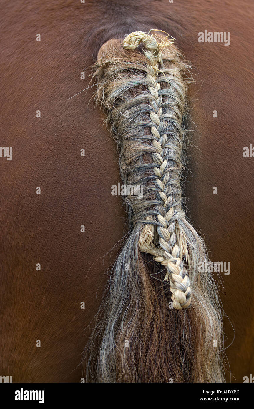 Primer plano sobre la trenza de cola de caballo durante un caballo de tiro de la competencia. Foto de stock