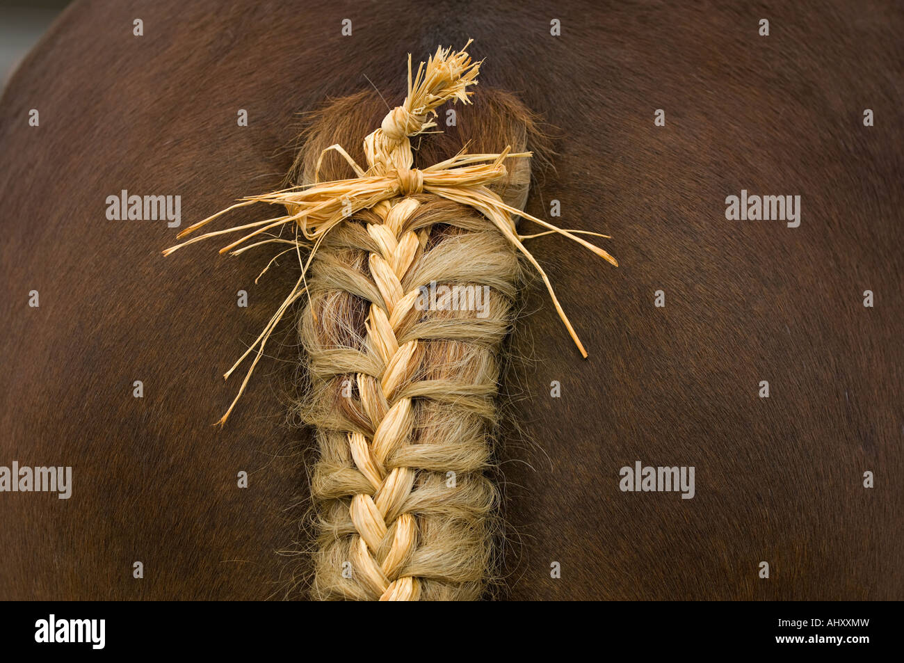 Primer plano sobre la trenza de cola de caballo durante un caballo de tiro de la competencia. Foto de stock