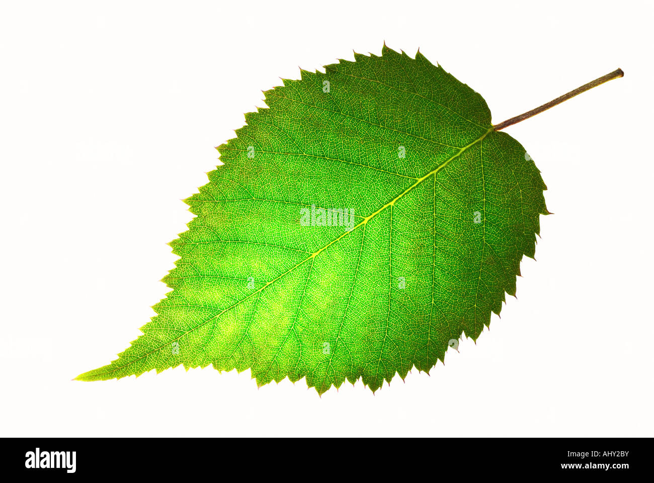 Hoja verde fresco Foto de stock