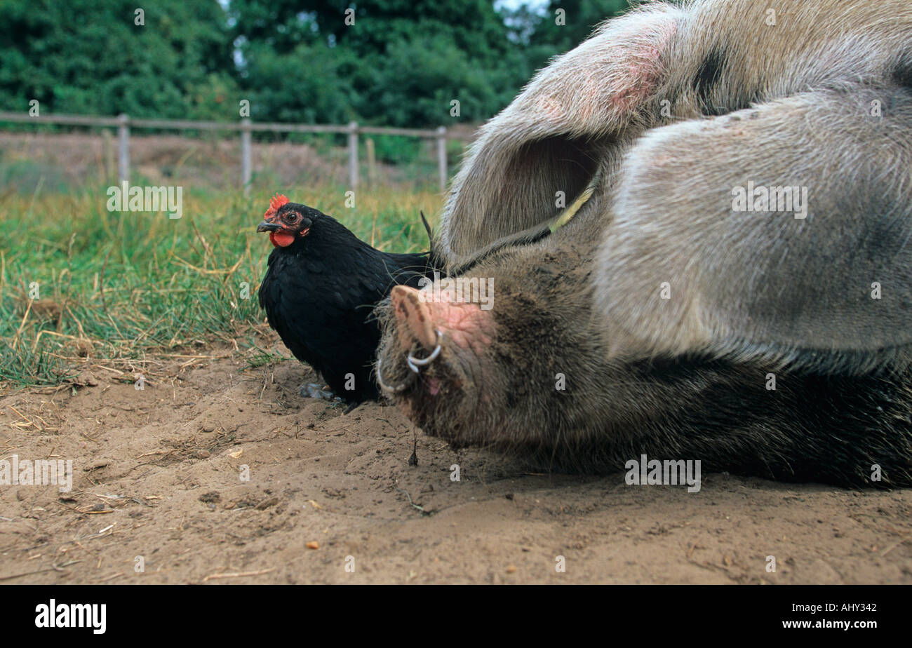 Negro con cerdo Oldspot Bantum Gloucester Foto de stock