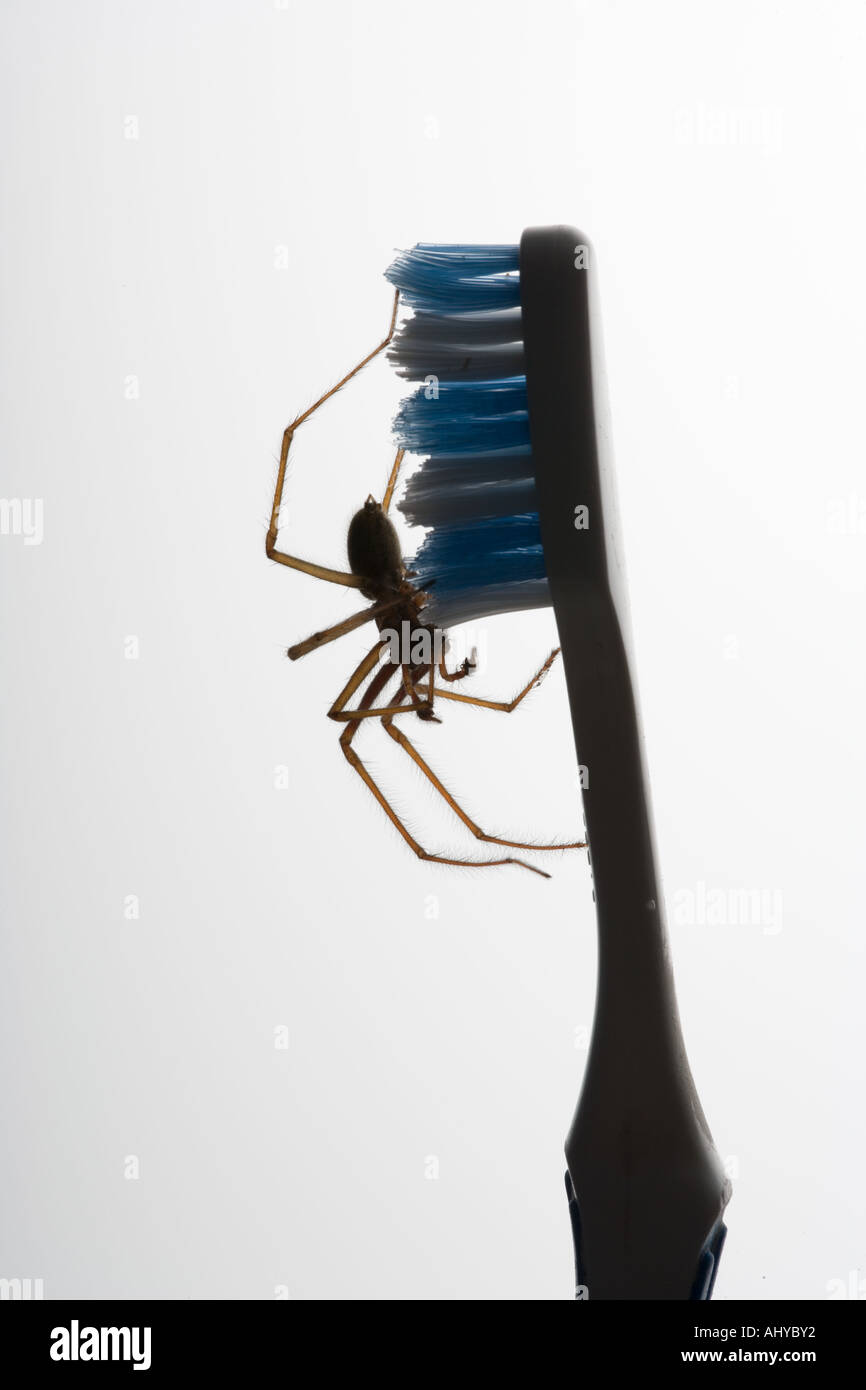 Casa Araña Tegenaria domestica en el cepillo de dientes Foto de stock