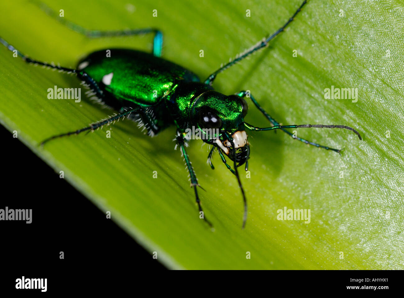 Escarabajo verde 'Tigre' Cicindela sexguttata, sobre hojas verdes Foto de stock