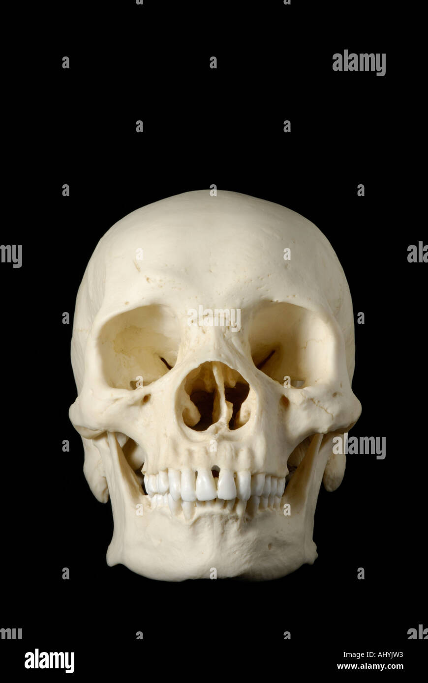 Modelo de cráneo humano contra fondo negro Foto de stock