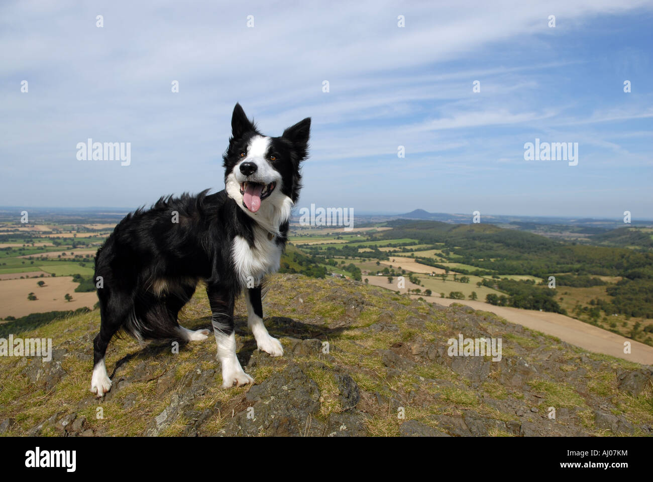 El Border Collie perro de ovejas en las colinas de Shropshire Inglaterra Foto de stock