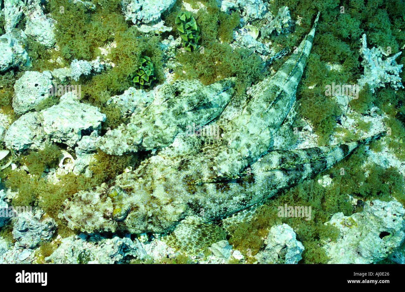 Peces de cocodrilos en el medio silvestre. Foto de stock