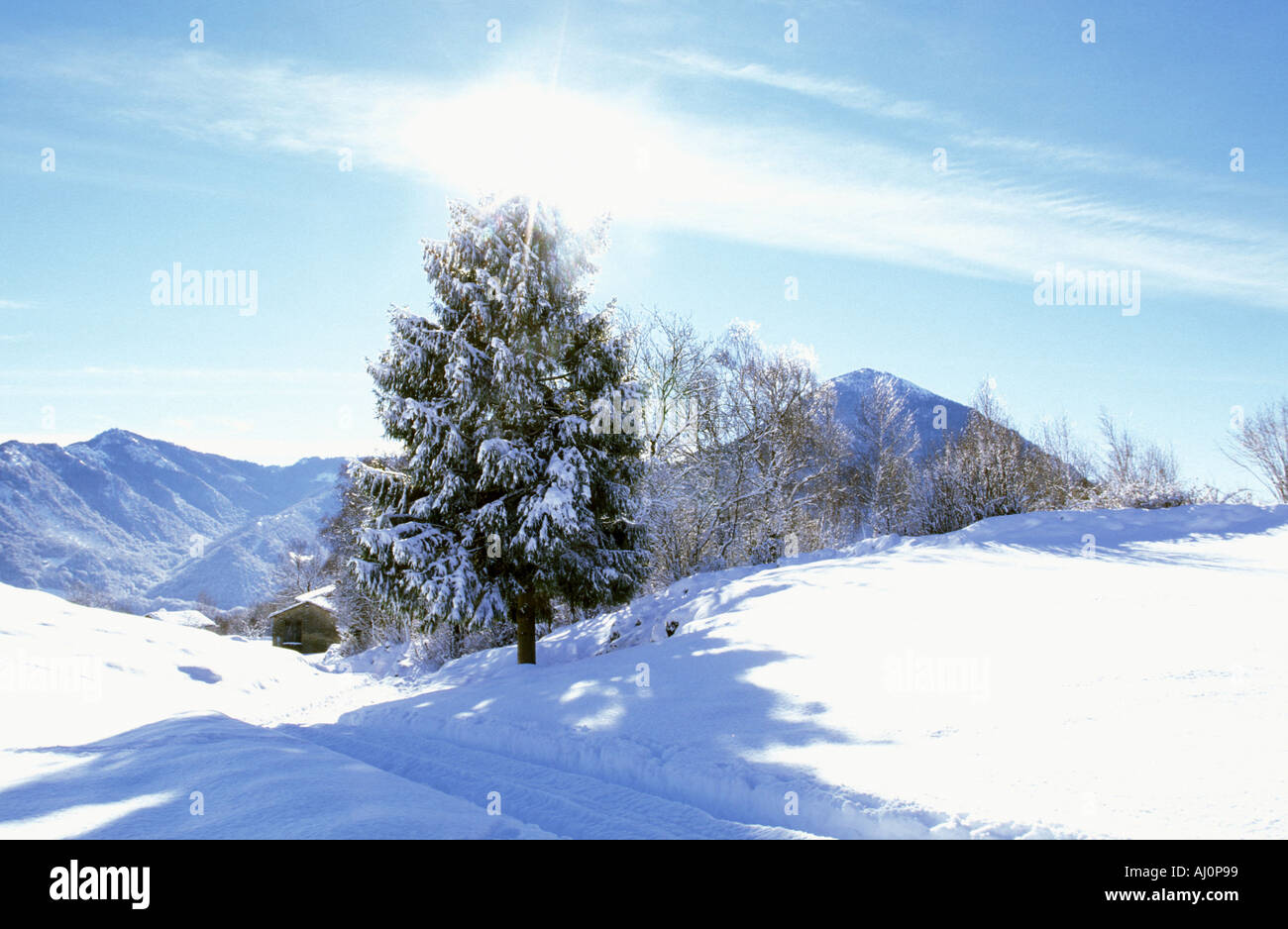 Pinar con nieve Prealpi Lombardía Italia Foto de stock