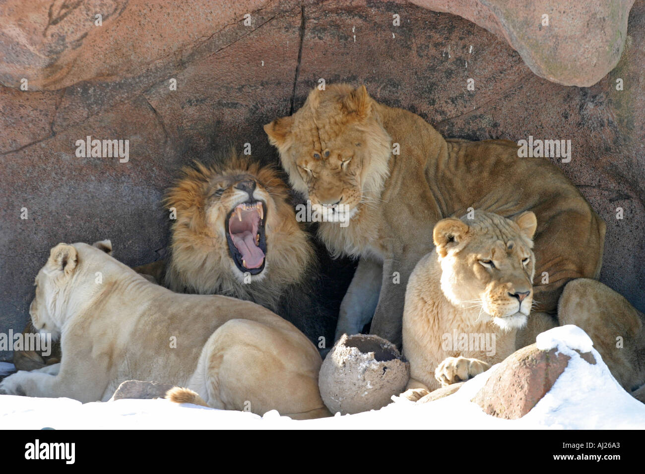 Los cuatro leones descansando en una cueva Fotografía de stock - Alamy