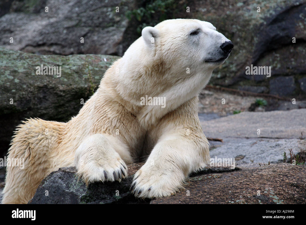 Retrato de un oso polar en unas rocas en el océano Ártico. Foto de stock