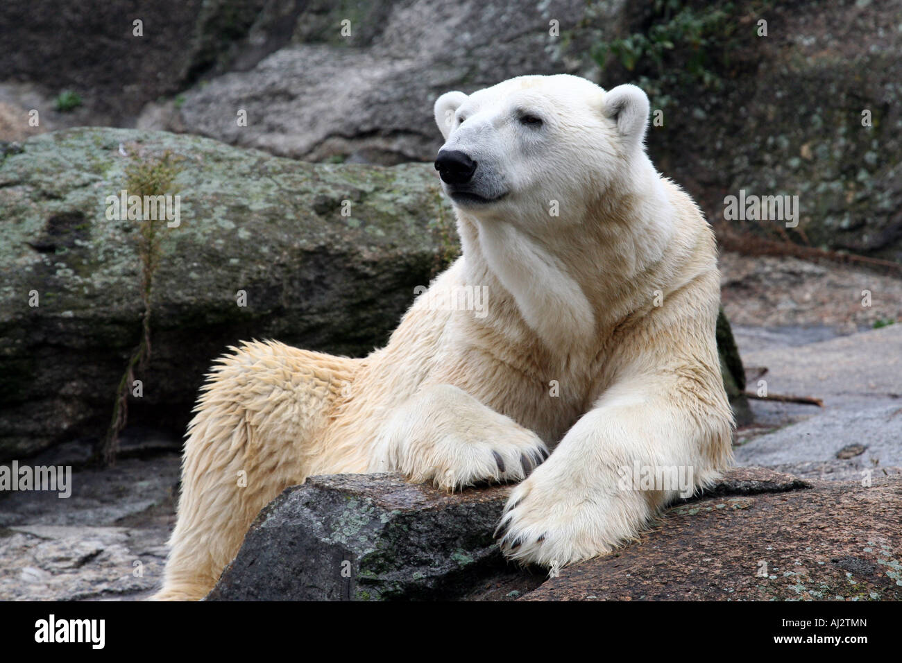 Retrato de un oso polar (Ursus maritimus), visto aquí en unas rocas en Groenlandia Foto de stock