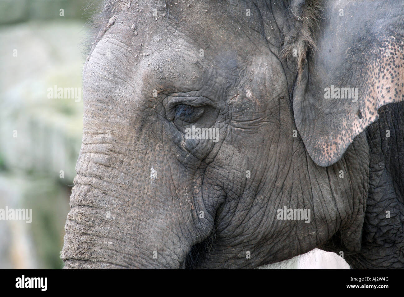Retrato de un elefante africano Loxodonta africana. Foto de stock