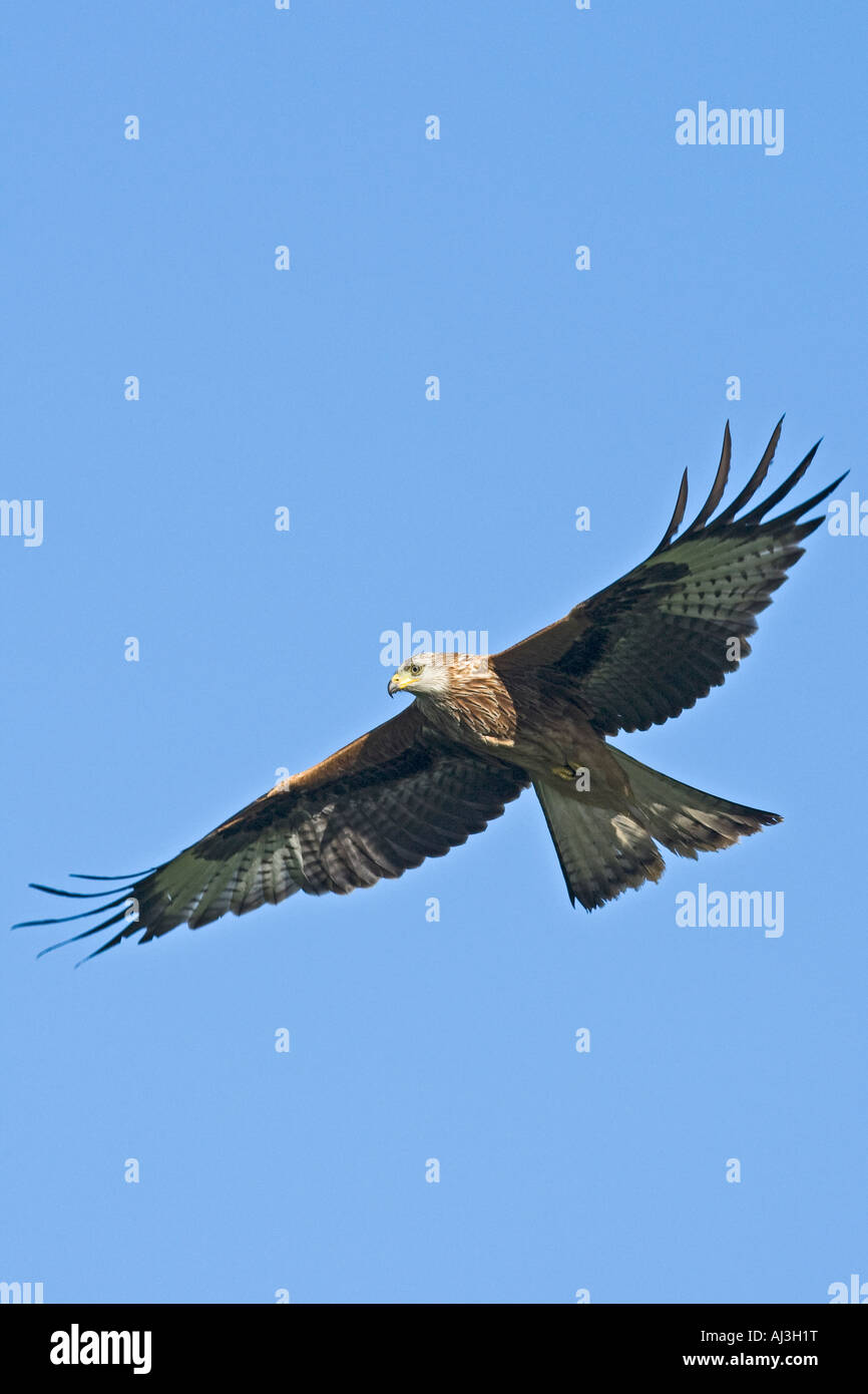 Red Kite Milvus milvus en vuelo con bonito azul cielo granja Gigrin Gales Foto de stock