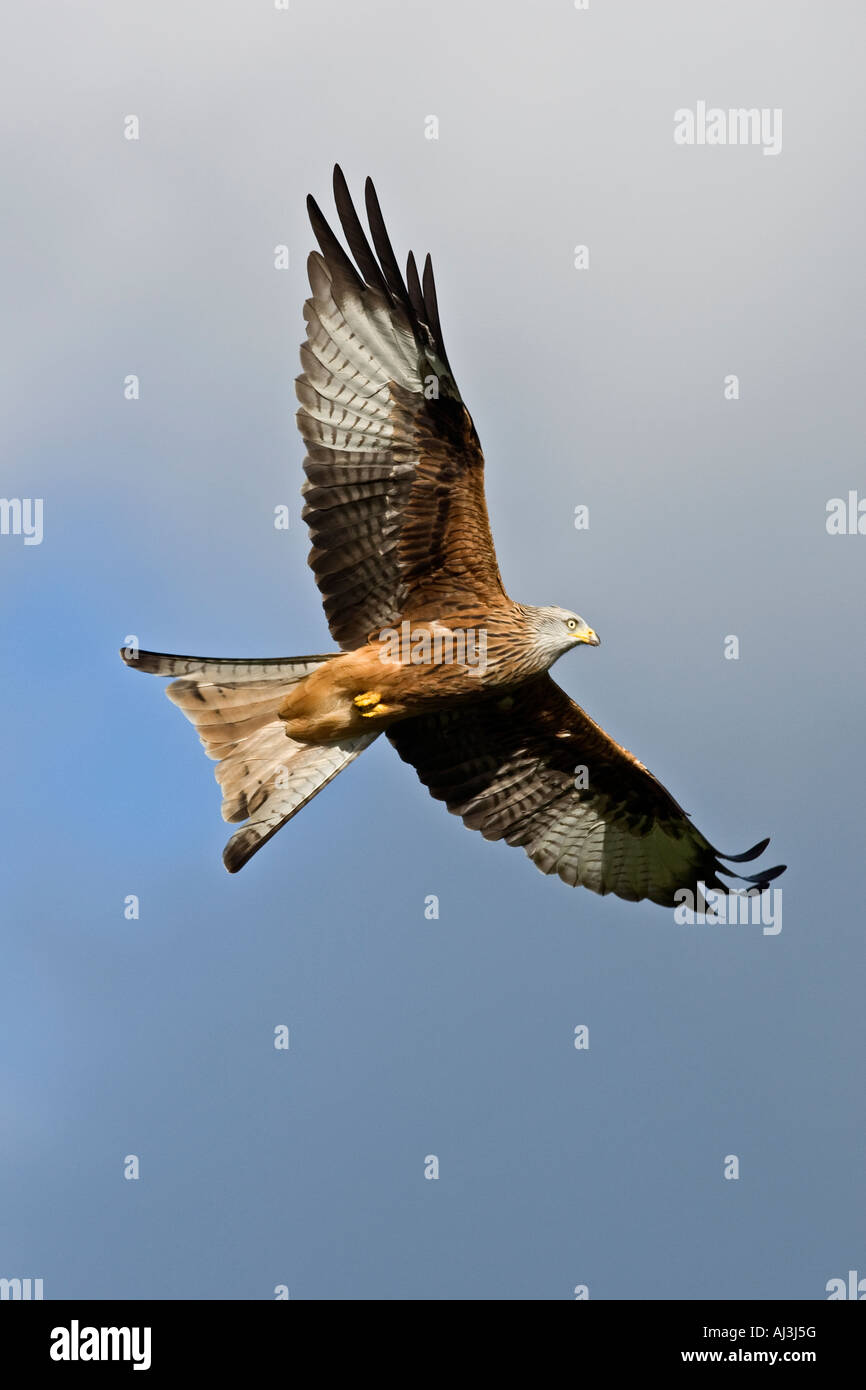 Red Kite Milvus milvus en vuelo buscando granja Gigrin alerta de Gales Foto de stock