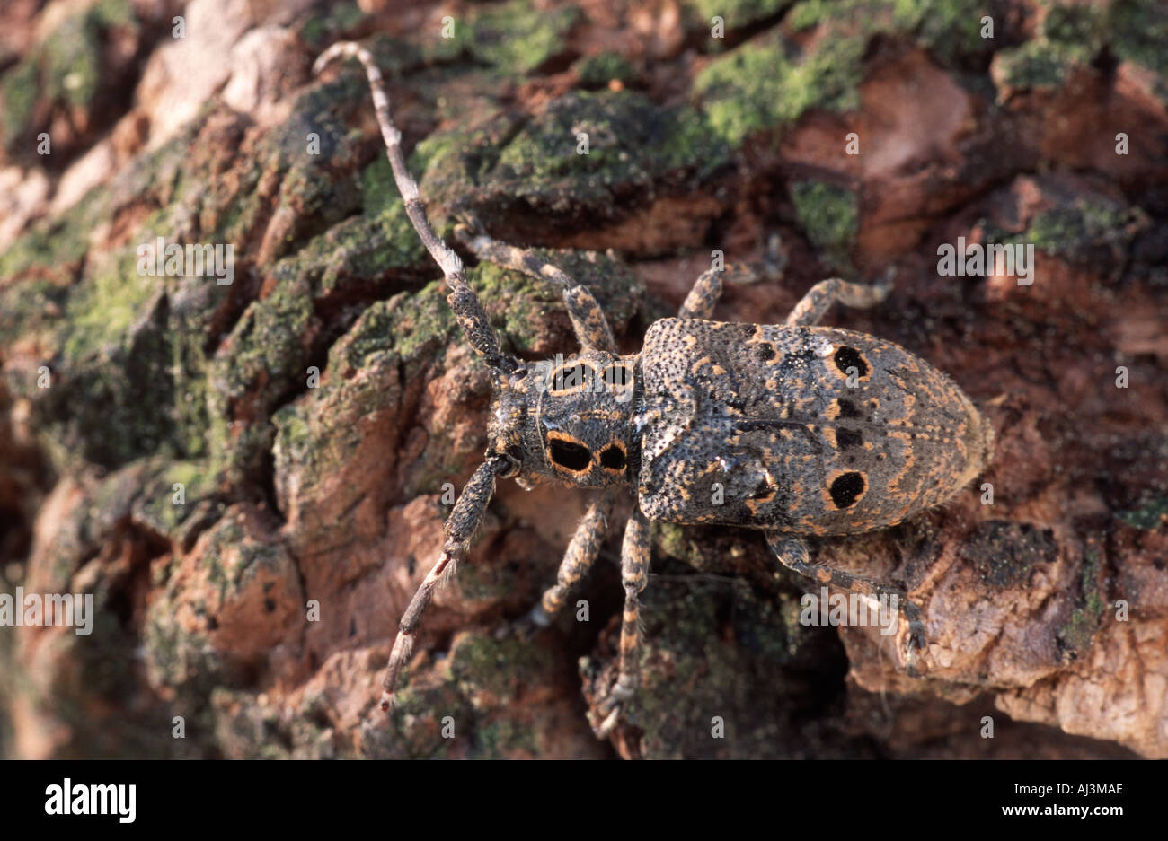 Mesosa curculionoides (Coleoptera: Cerambycidae) Longhorn fitófago escarabajo, España Foto de stock