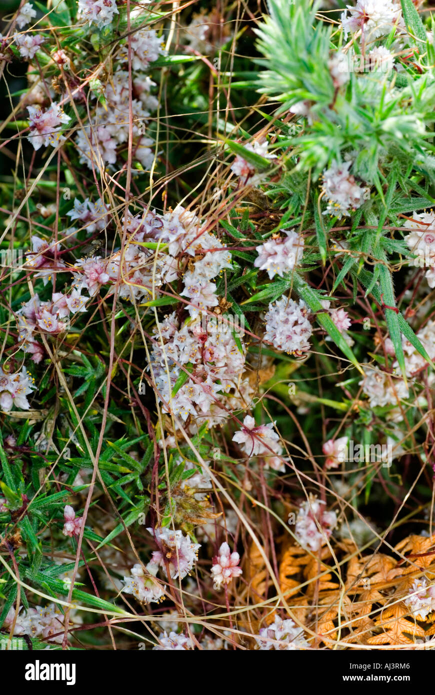 Dodder común (Cuscuta epithymum) en tojo Foto de stock