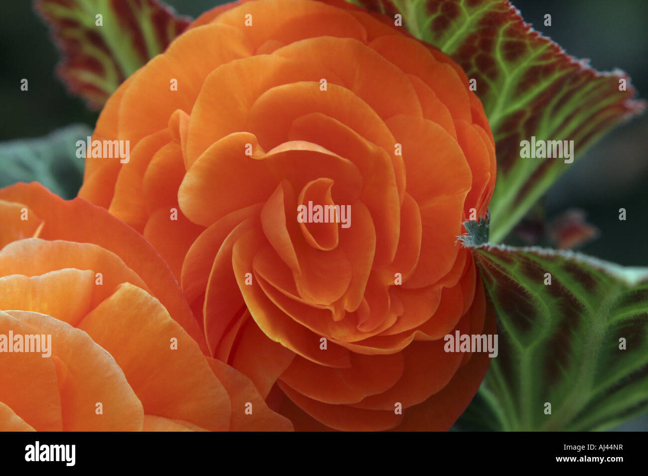 Begonia Jindai Jardín Botánico Tokio JAPÓN Fotografía de stock - Alamy