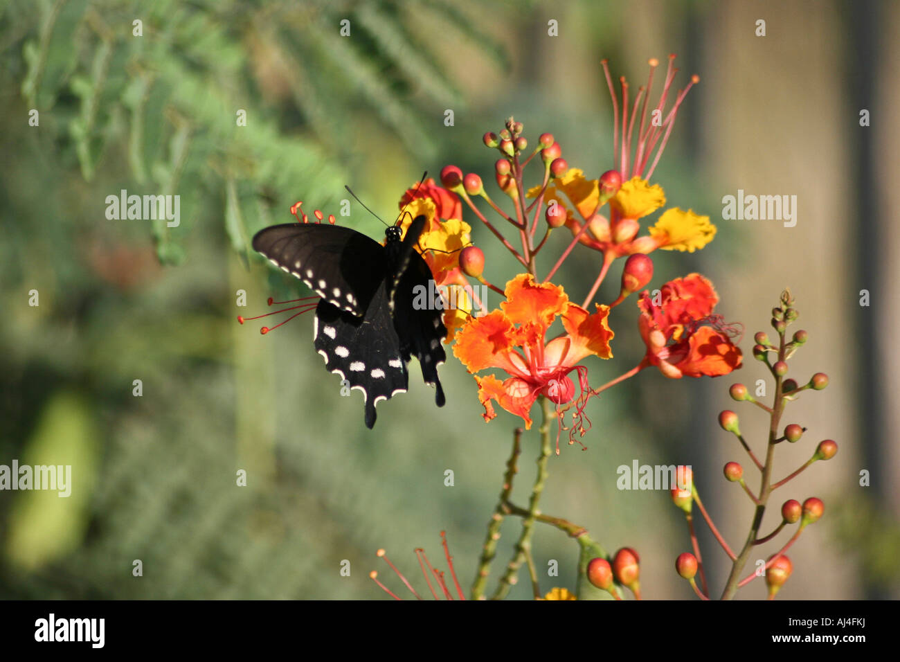 Mariposa Negra en un Ave del Paraiso mexicano flor en el Desierto de Sonora  en Arizona Fotografía de stock - Alamy