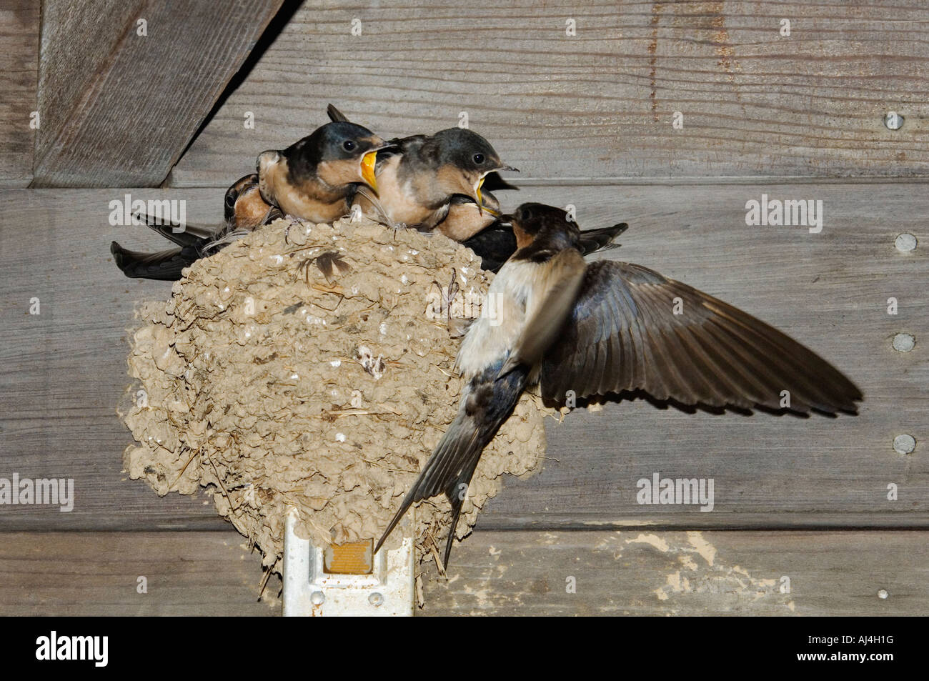 La Golondrina adulta Hirudo rustica alimentando a los bebés en el nido en vísperas del edificio Bernheimo Arboretum y bosque de investigación Foto de stock