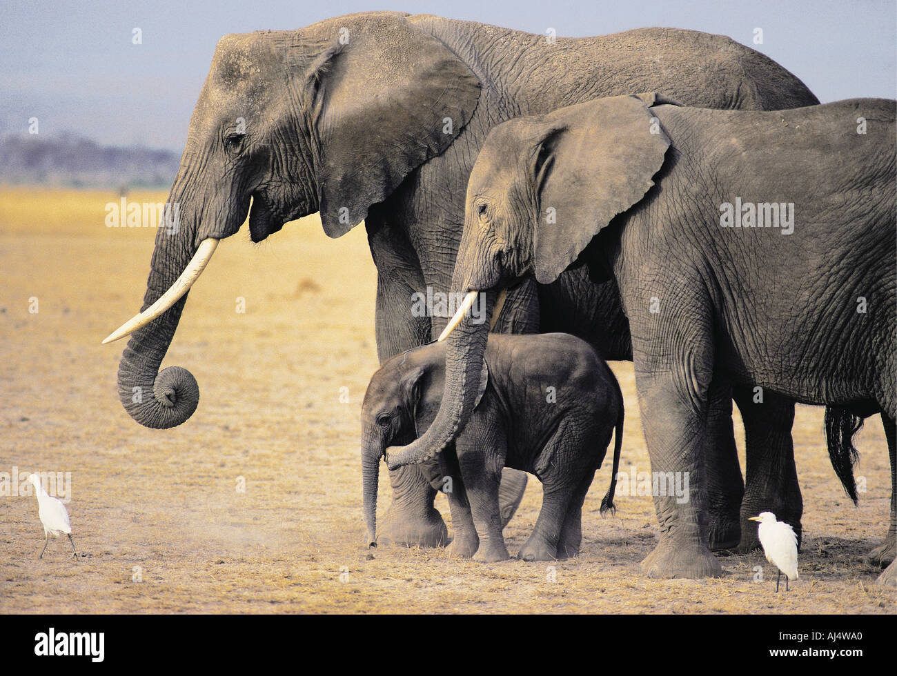 Elefantes hembras maduras con una hija adolescente y su bebé en el Parque Nacional Amboseli Kenia África Oriental Foto de stock